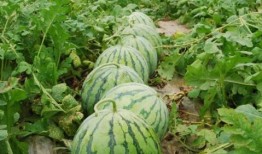 51朝阳吃瓜 热门大瓜在线,揭秘热门大瓜背后的真相与内幕